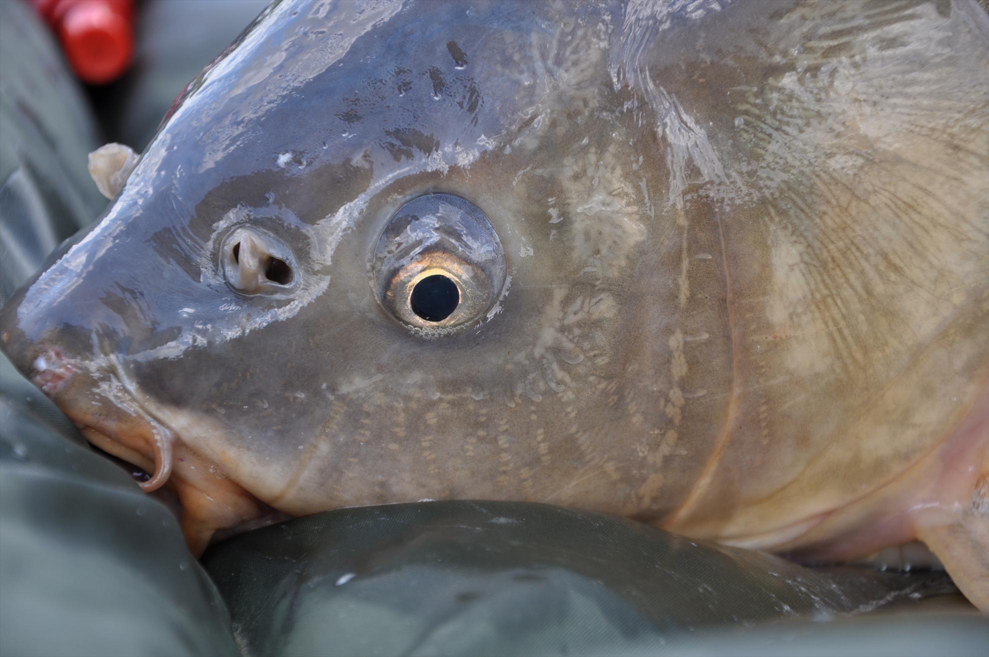 MV 2/3- 09/06/2013 - dsc0040.JPG